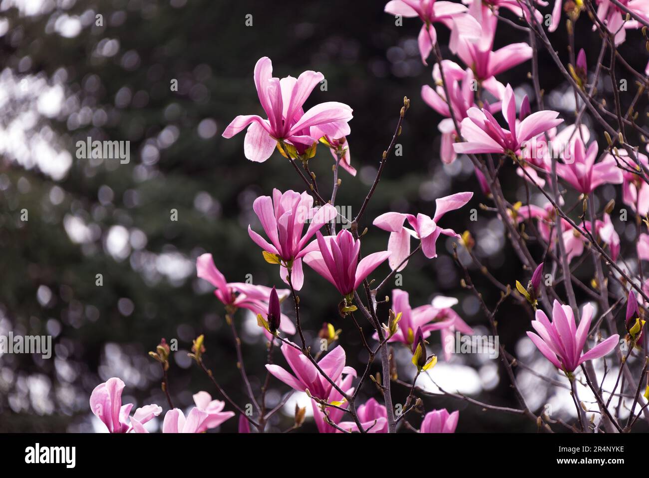 Pink magnolia liliflora flowers. Woody orchid tree in full bloom. Magnolia blooms in spring. Delicate pink magnolia flowers bloom in spring. Spring fl Stock Photo