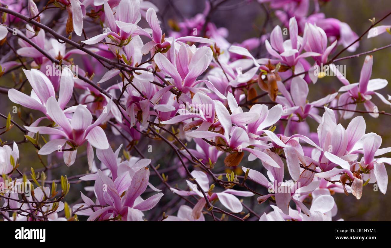 Pink magnolia liliflora flowers. Woody orchid tree in full bloom. Magnolia blooms in spring. Delicate pink magnolia flowers bloom in spring. Spring fl Stock Photo