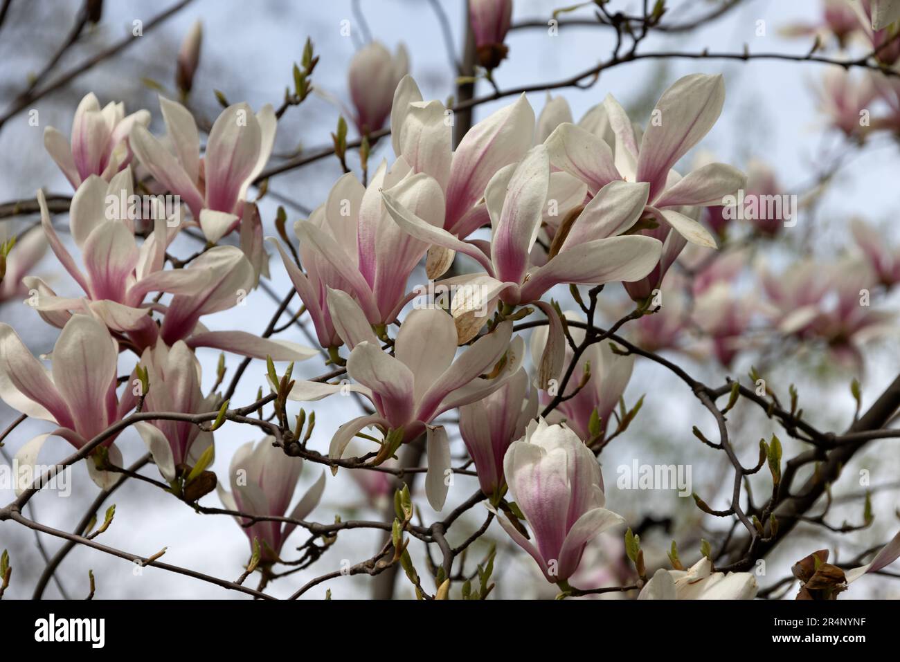 Pink magnolia liliflora flowers. Woody orchid tree in full bloom. Magnolia blooms in spring. Delicate pink magnolia flowers bloom in spring. Spring fl Stock Photo