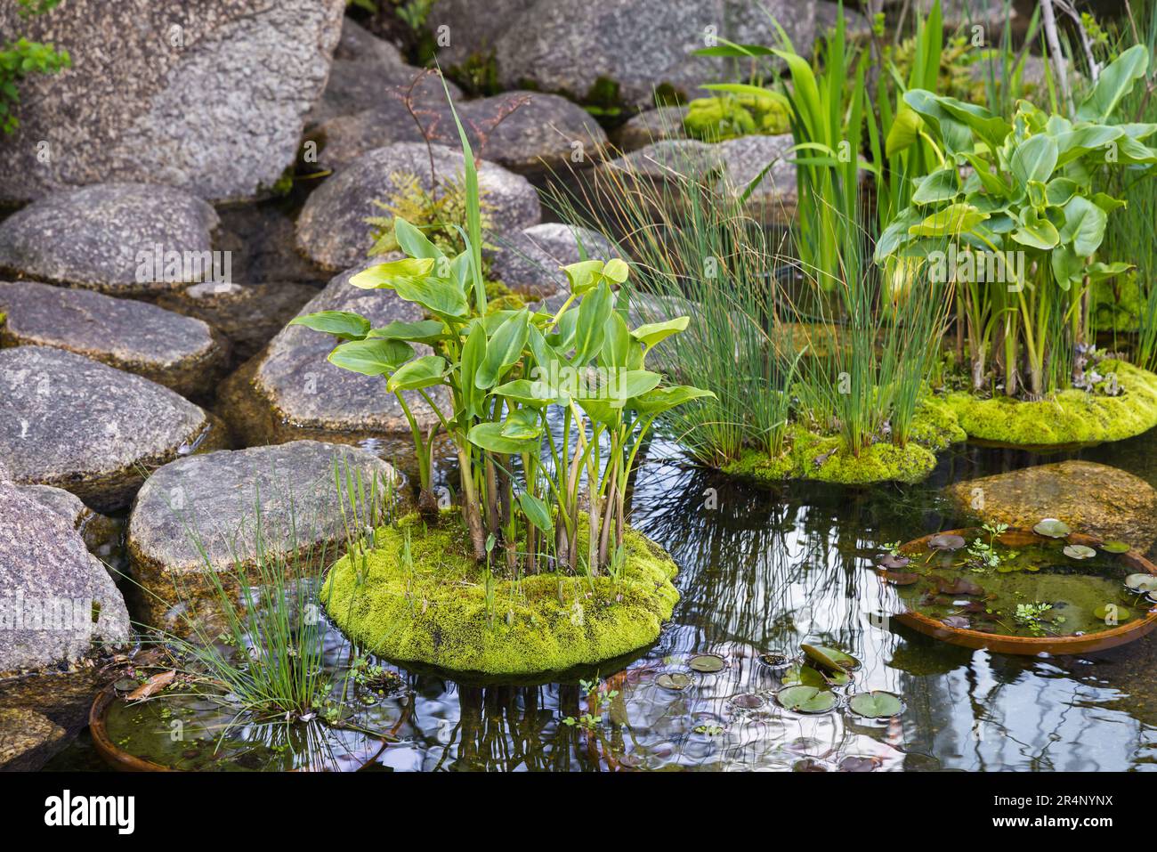 detail picture of a Japanese garden with water plants and rocks at a ...