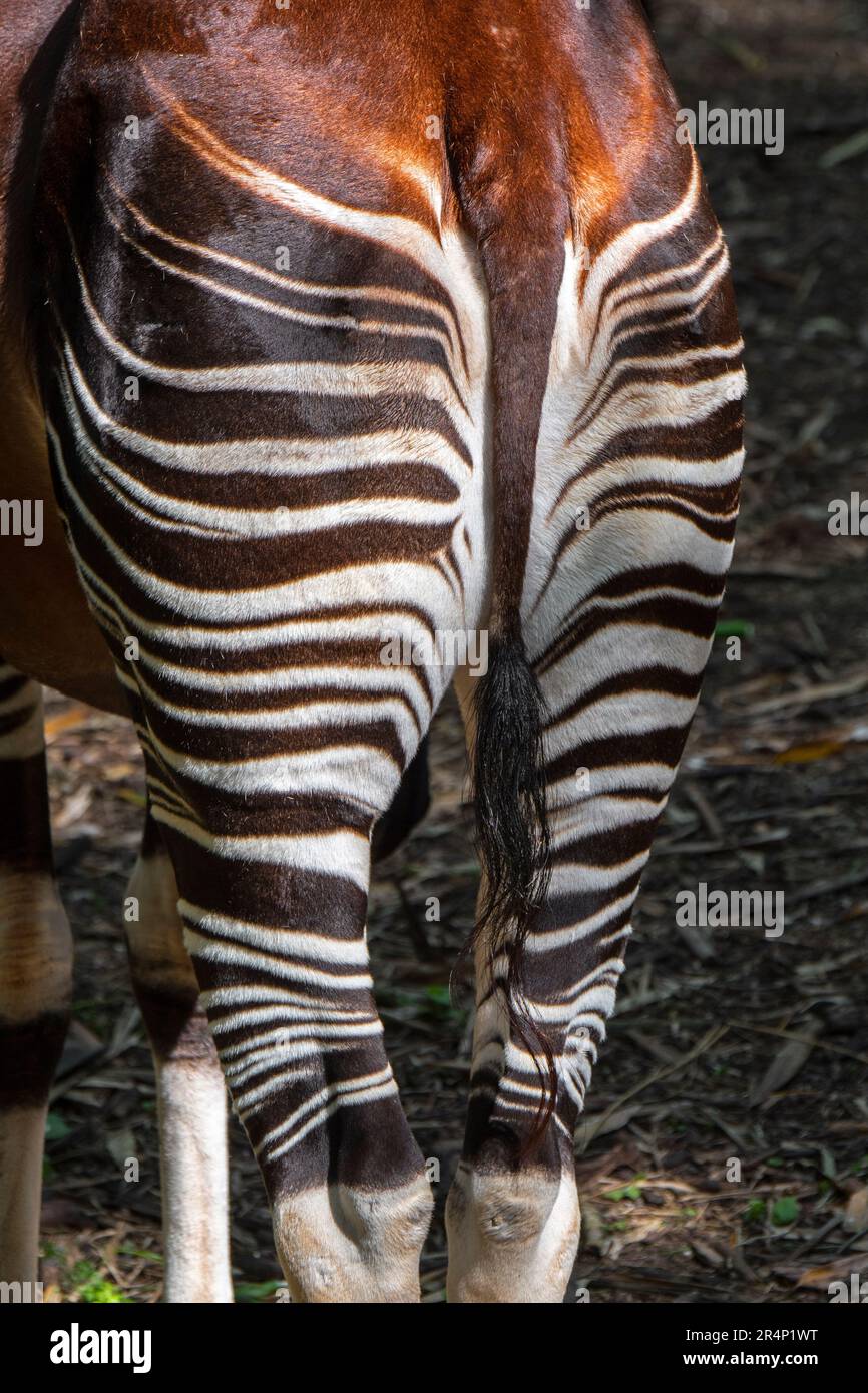 Okapi (Okapia johnstoni) native to the Congo in Central Africa, close-up of tail and striped backside / rump Stock Photo