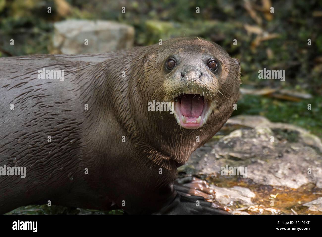 Giant otter / giant river otter (Pteronura brasiliensis) calling, native along the Amazon River in South America Stock Photo