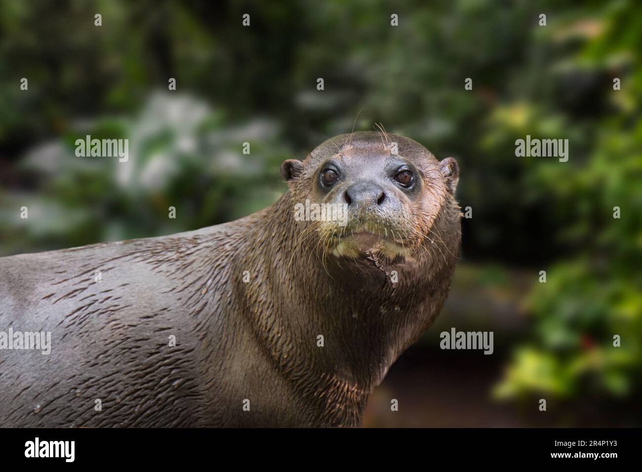 Giant otter / giant river otter (Pteronura brasiliensis) native along the Amazon River in South America Stock Photo