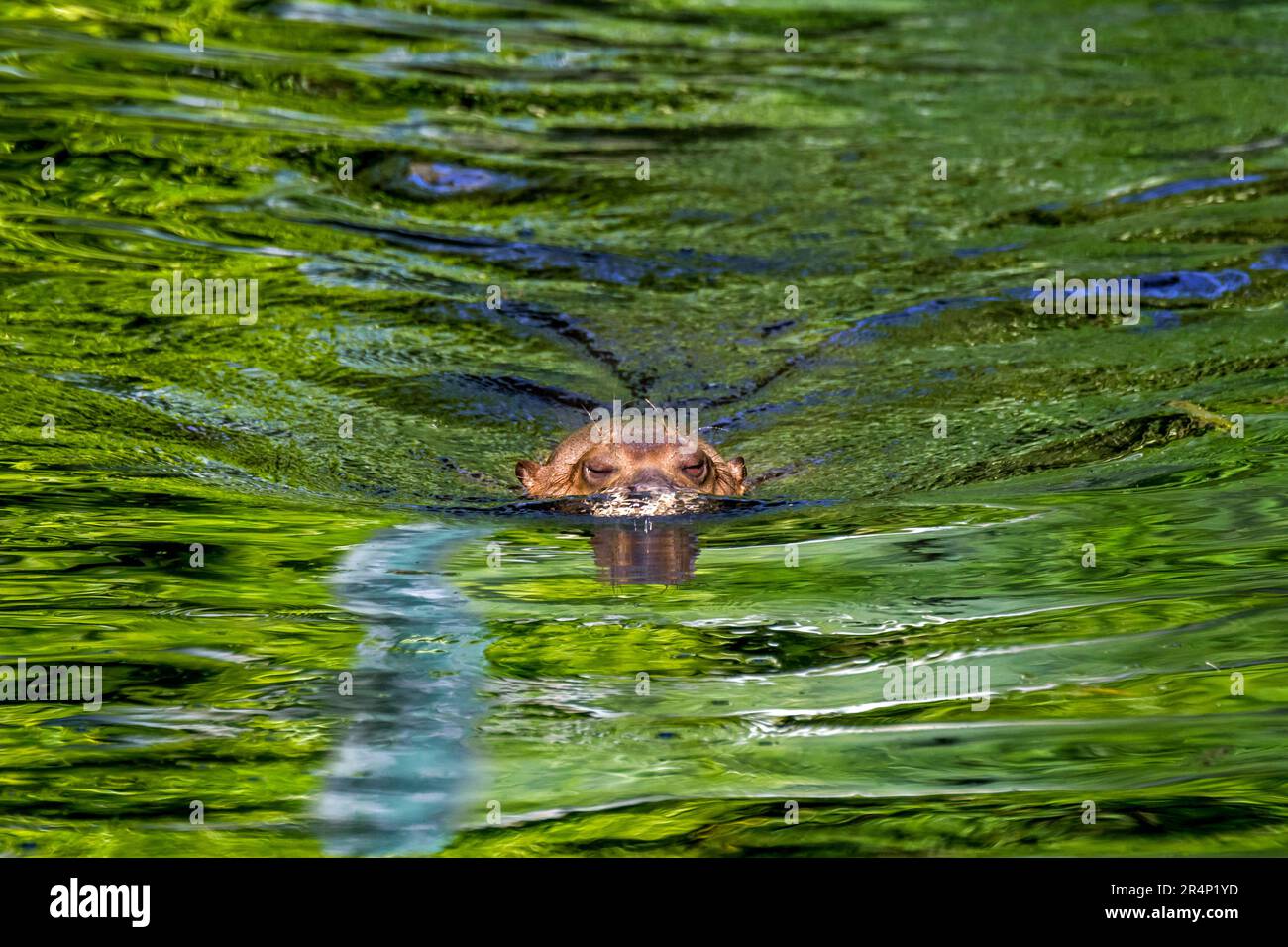 Giant otter / giant river otter (Pteronura brasiliensis) swimming in stream, native along the Amazon River in South America Stock Photo