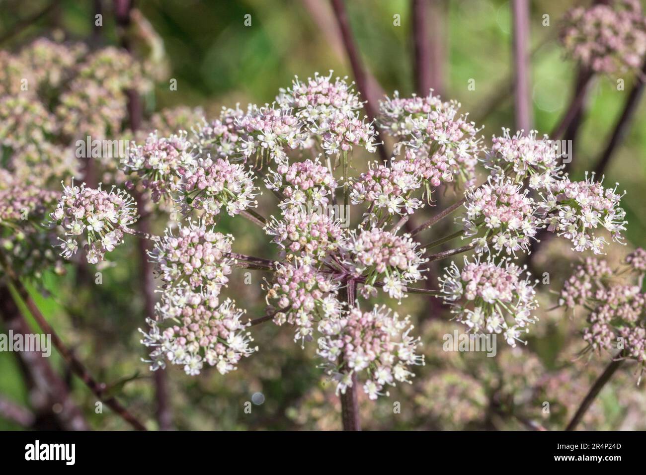 Closeup shot of flowers of Wild Angelica / Angelica sylvestris growing