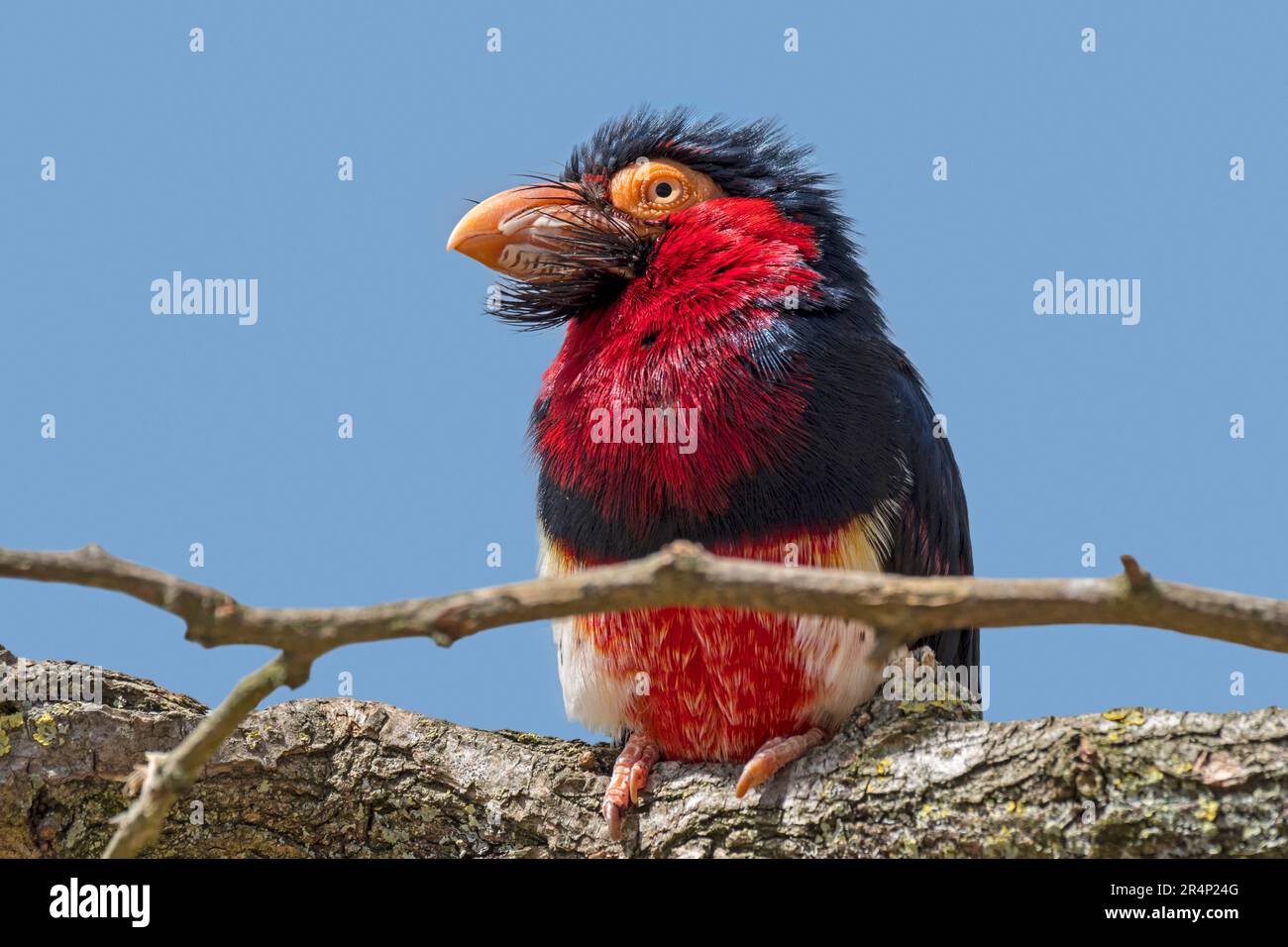 Bearded barbet (Lybius dubius) perched in tree, arboreal bird native to tropical west Africa Stock Photo