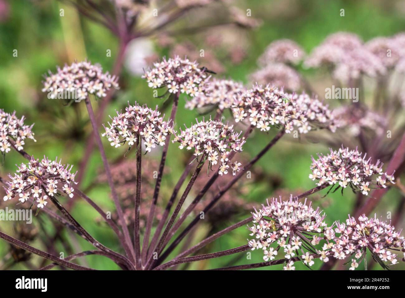 Closeup shot of flowers of Wild Angelica / Angelica sylvestris growing in marshy ground