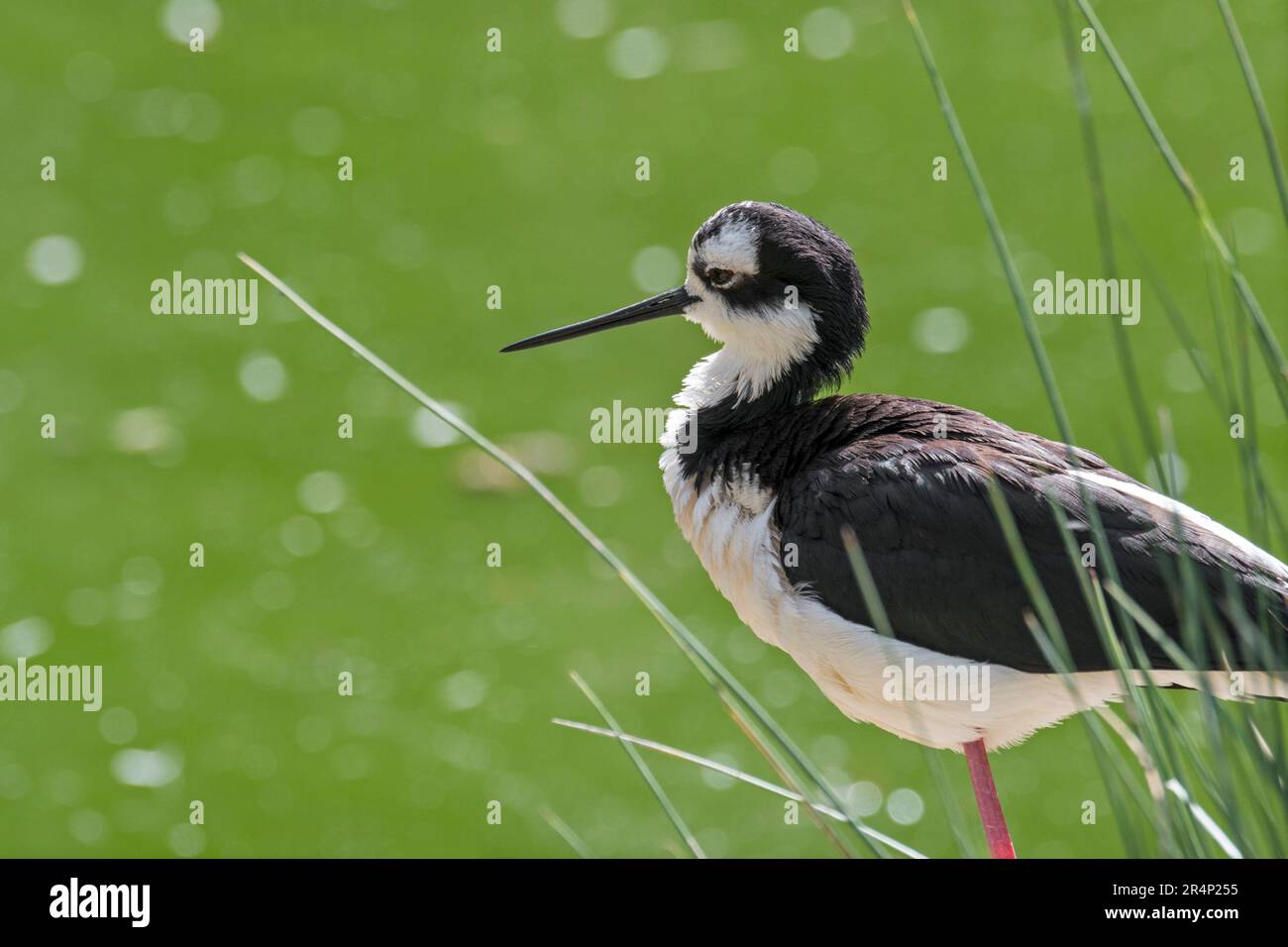 Black-necked stilt (Himantopus mexicanus / Himantopus mexicanus) shorebird of American wetlands and coastlines Stock Photo