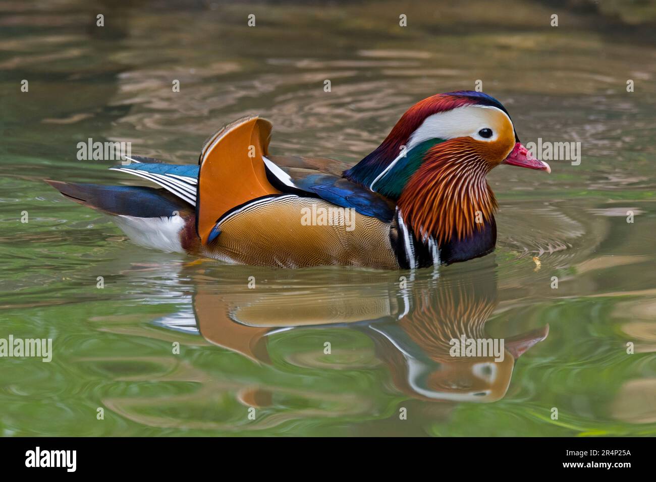 Mandarin duck (Aix galericulata) male swimming in pond, native to East Asia Stock Photo