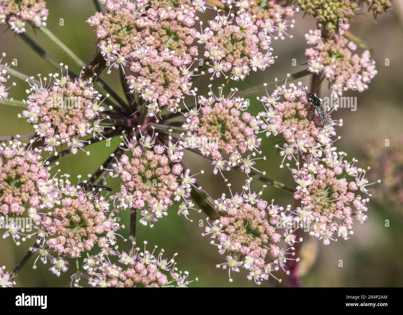 Closeup shot of flowers of Wild Angelica / Angelica sylvestris growing in marshy ground
