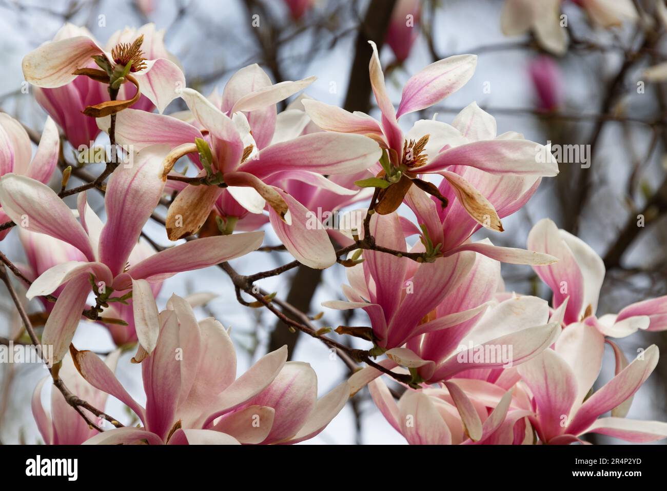 Pink magnolia liliflora flowers. Woody orchid tree in full bloom ...