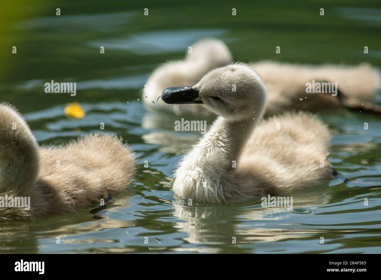 Swans are birds of the family Anatidae within the genus Cygnus.[3] The swans' closest relatives include the geese and ducks Stock Photo