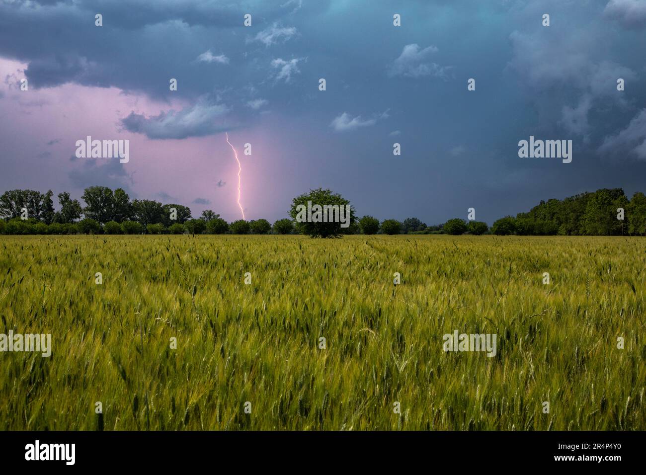 Rural landscape of cultivated fields and clouds Stock Photo