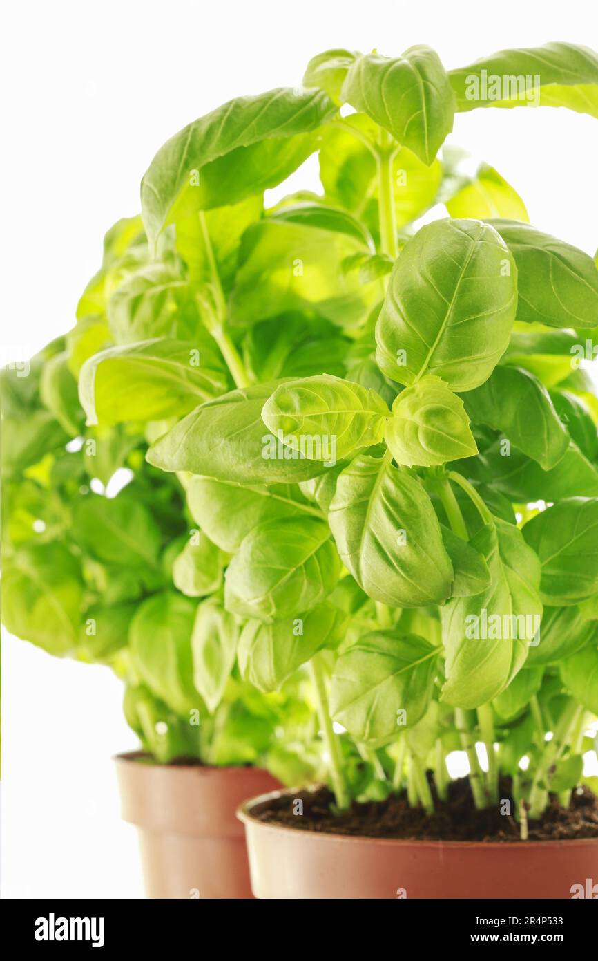 Green basil plant. Healthy food Stock Photo Alamy
