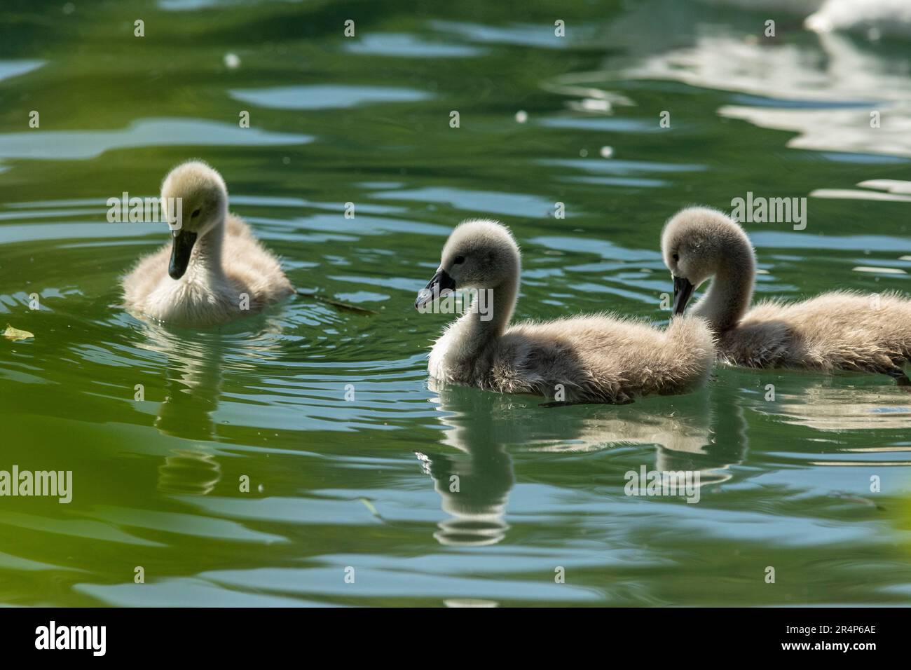 Swans are birds of the family Anatidae within the genus Cygnus.[3] The swans' closest relatives include the geese and ducks Stock Photo
