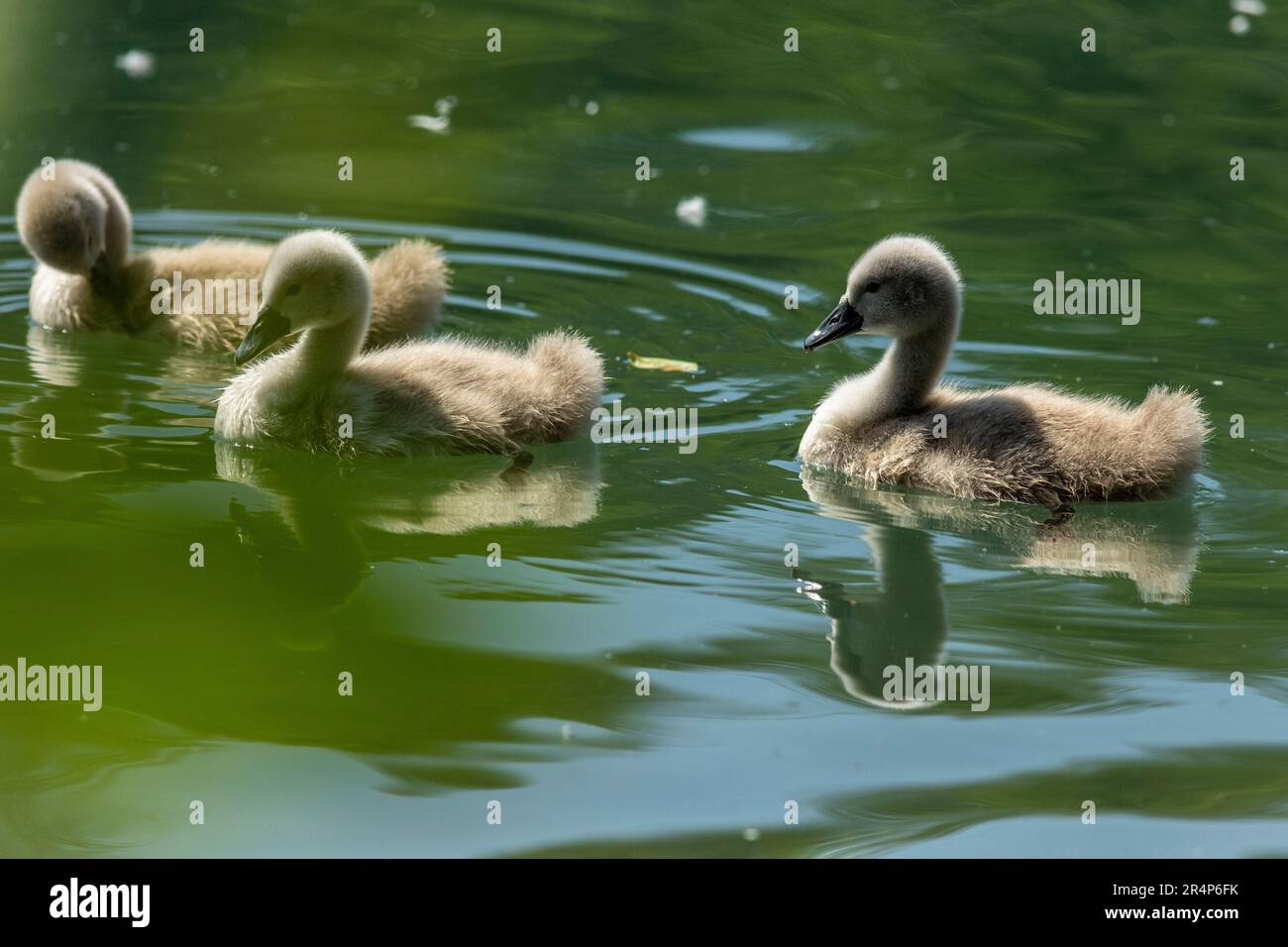 Swans are birds of the family Anatidae within the genus Cygnus.[3] The swans' closest relatives include the geese and ducks Stock Photo