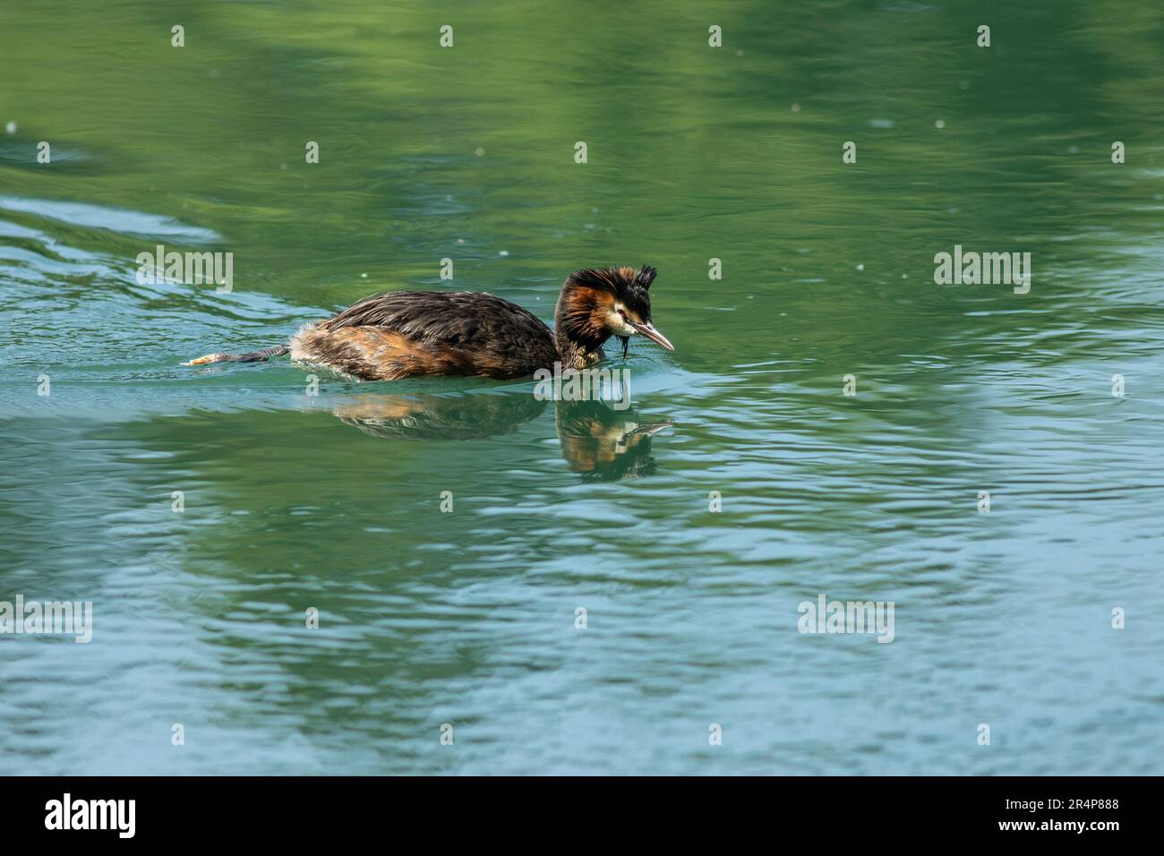 The great crested grebe was formally described by the Swedish naturalist Carl Linnaeus in 1758 in the tenth edition of his Systema Naturae under the b Stock Photo
