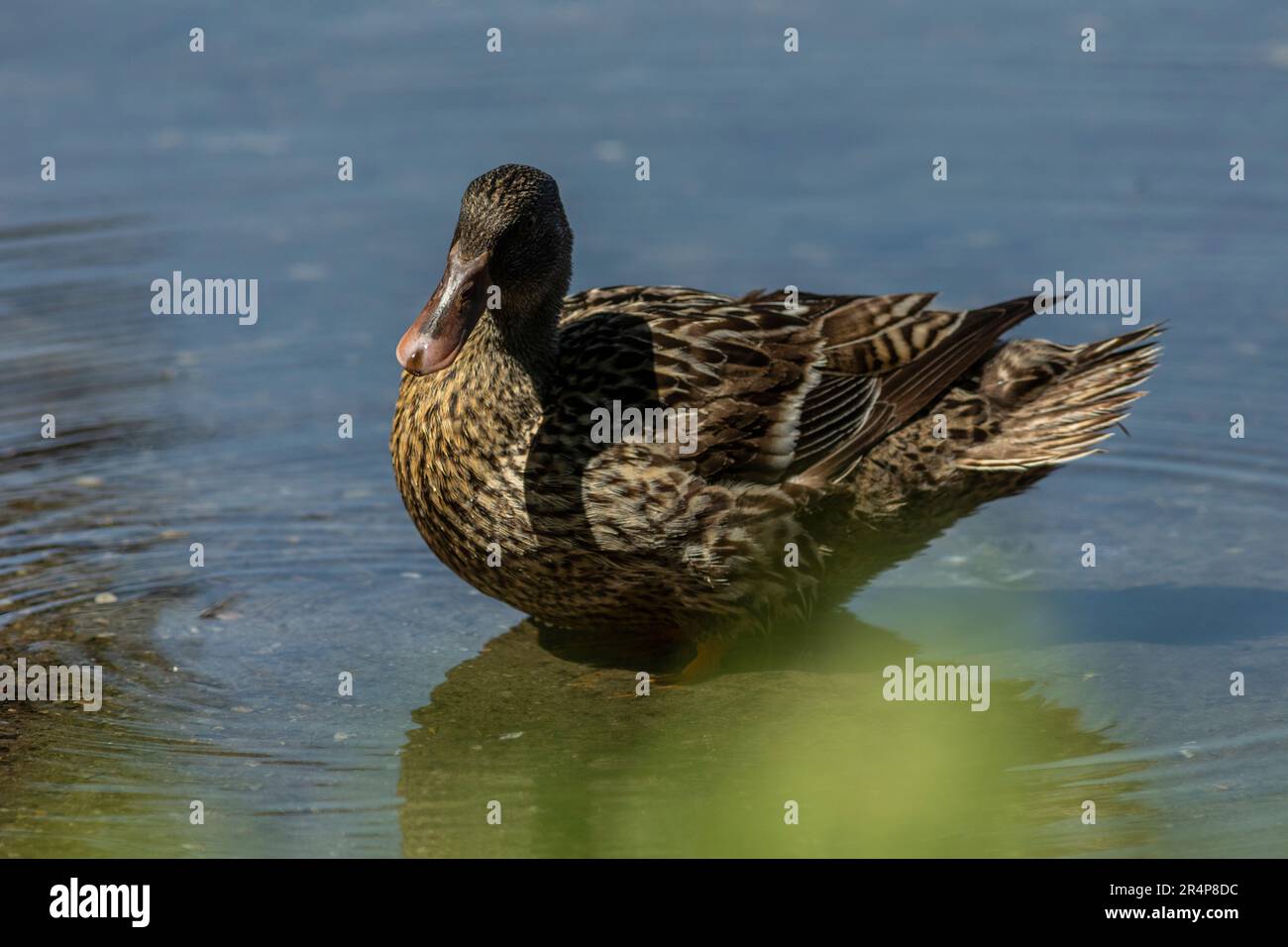 The mallard or wild duck (Anas platyrhynchos) is a dabbling duck that breeds throughout the temperate and subtropical Americas, Eurasia, and North Afr Stock Photo