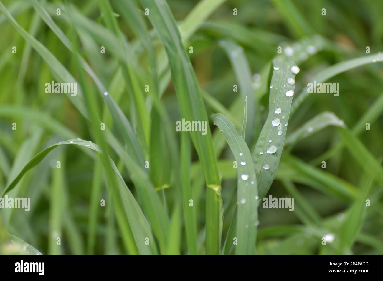 Couch grass leaves in a water drops after rain Stock Photo Alamy