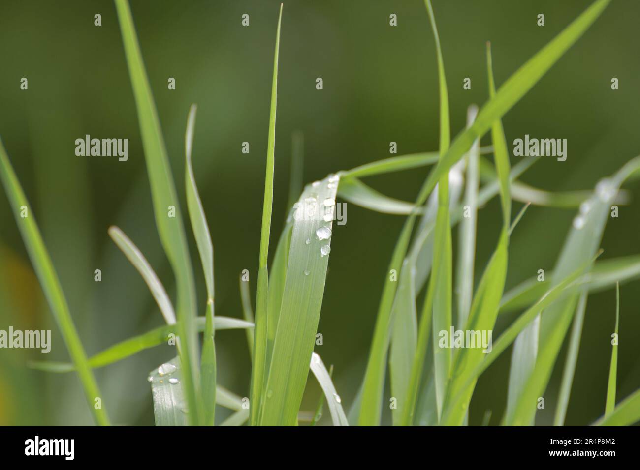 Couch grass leaves in a water drops after rain Stock Photo Alamy