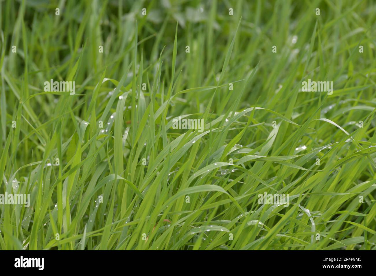 Couch grass leaves in a water drops after rain Stock Photo Alamy