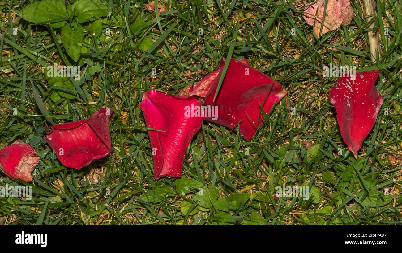 Scattered flower decoration hi-res stock photography and images - Alamy