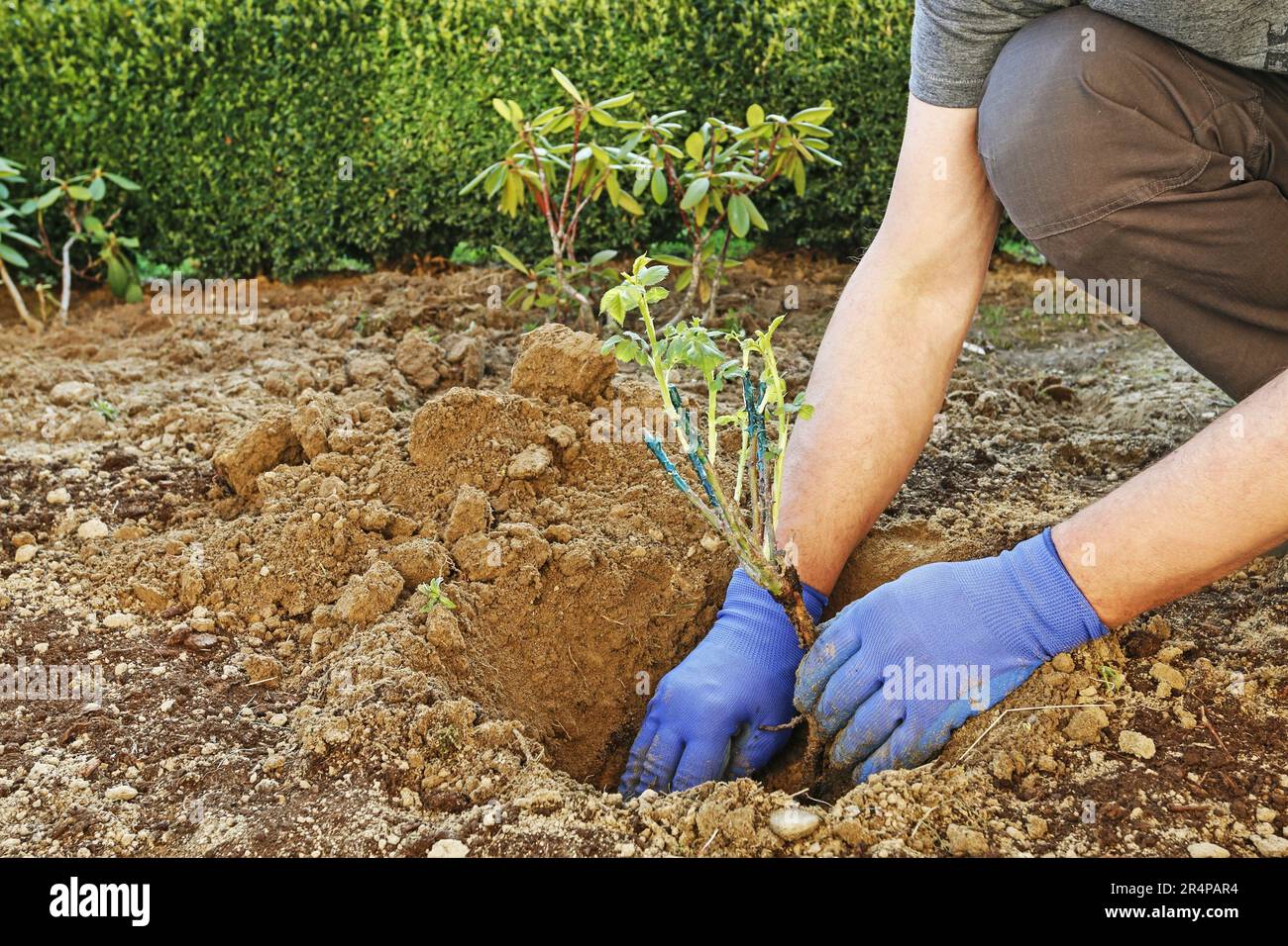 gardener-at-work-how-to-plant-a-rose-shrub-in-the-ground-man-places