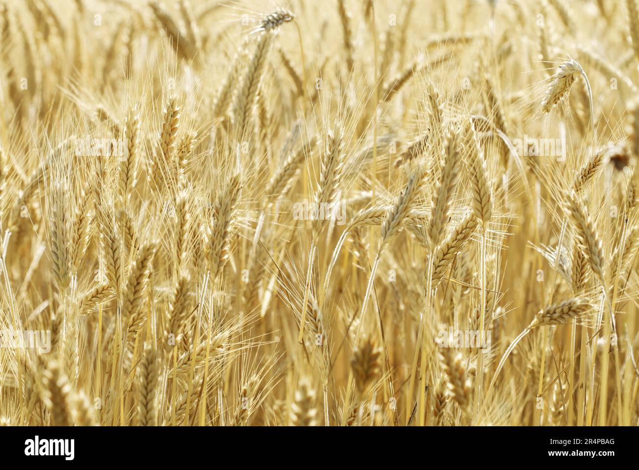 Wheat field summertime detail hi-res stock photography and images - Alamy