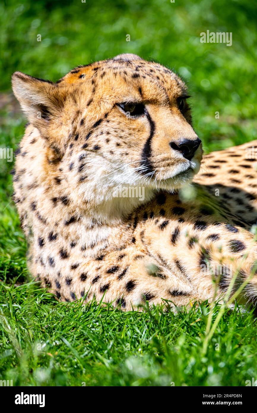 Portrait of cheetah. Close-up view of big cat and the fastest land animal. Stock Photo