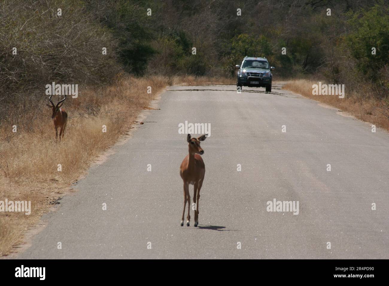 Photo of African wild dog in South Africa Stock Photo - Alamy