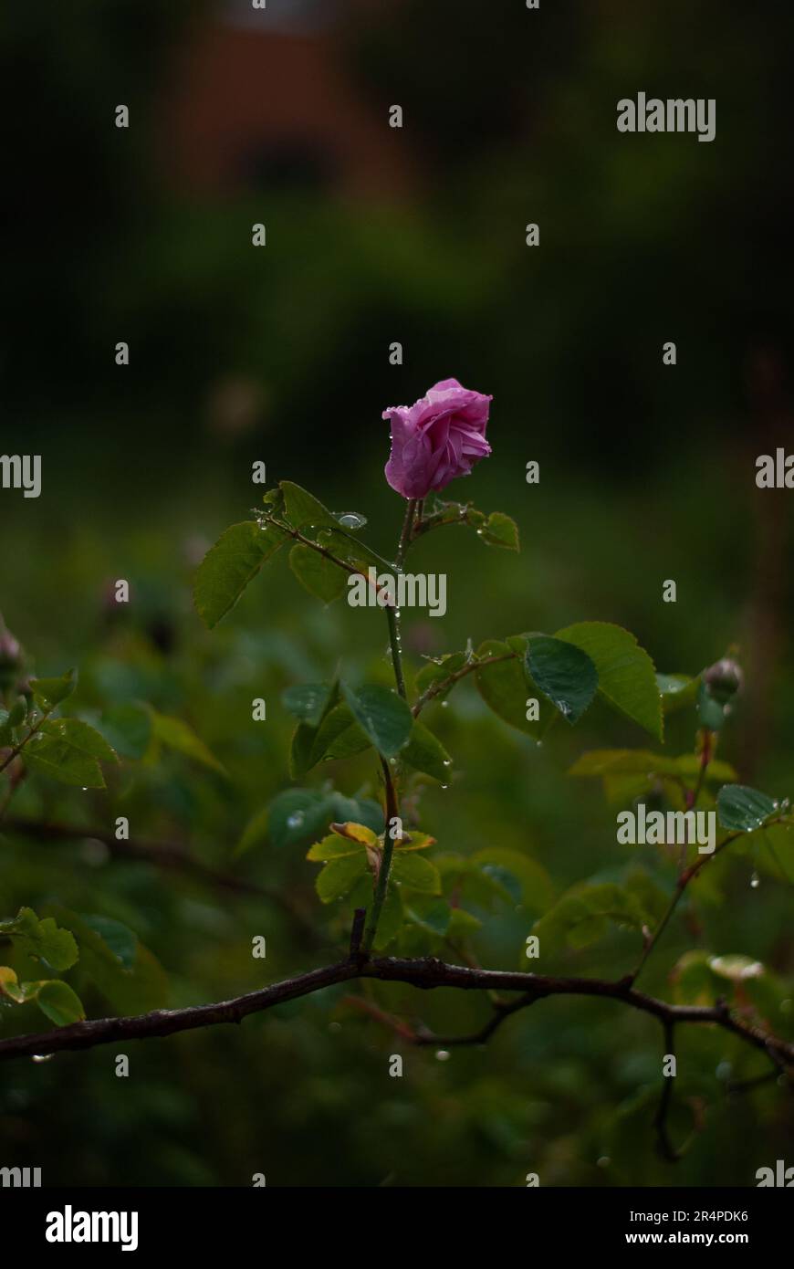 View of a pink rose with raindrops in the green garden in the evening ...