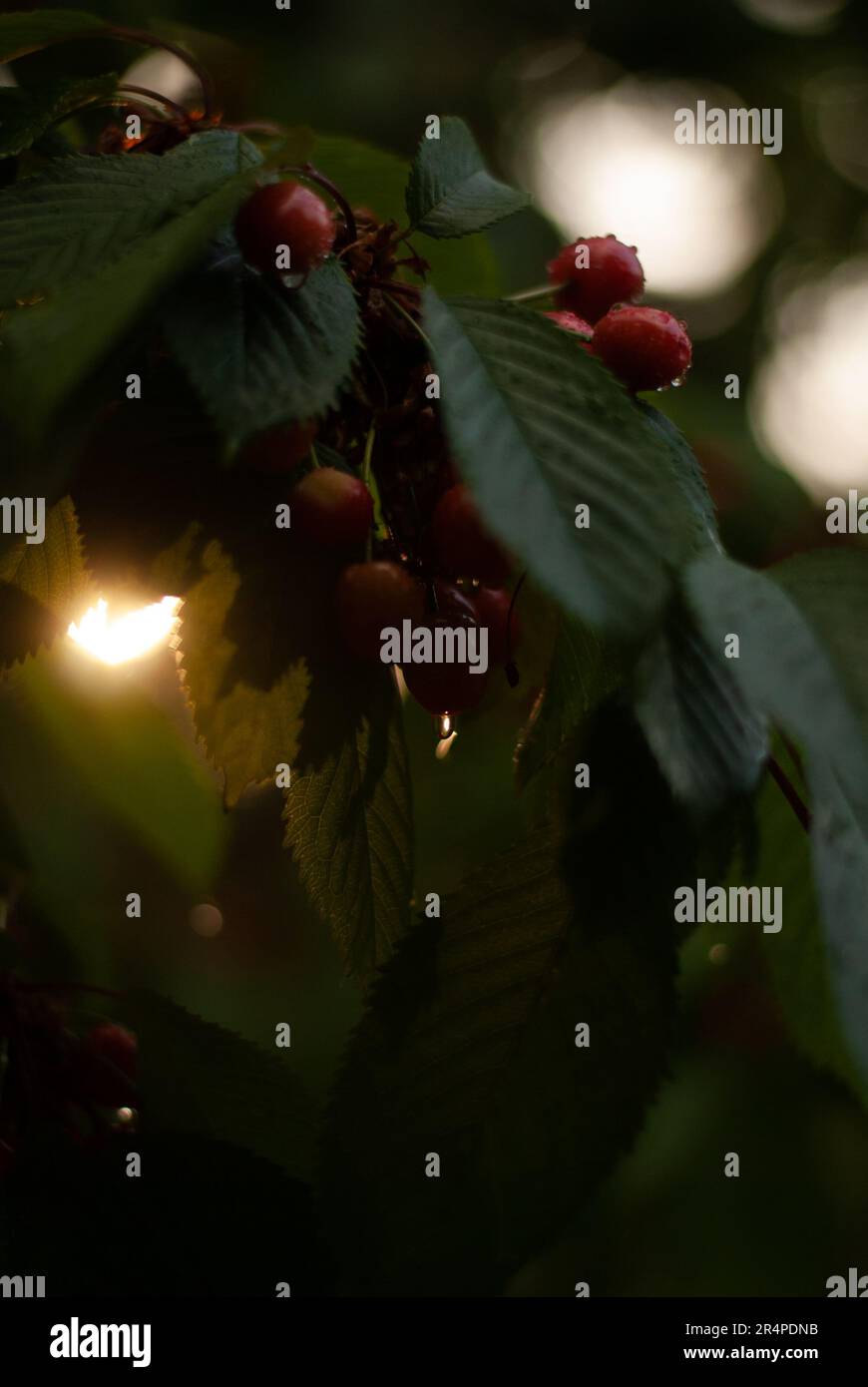 Red cherries with raindrops on cherry tree in sunlight Stock Photo