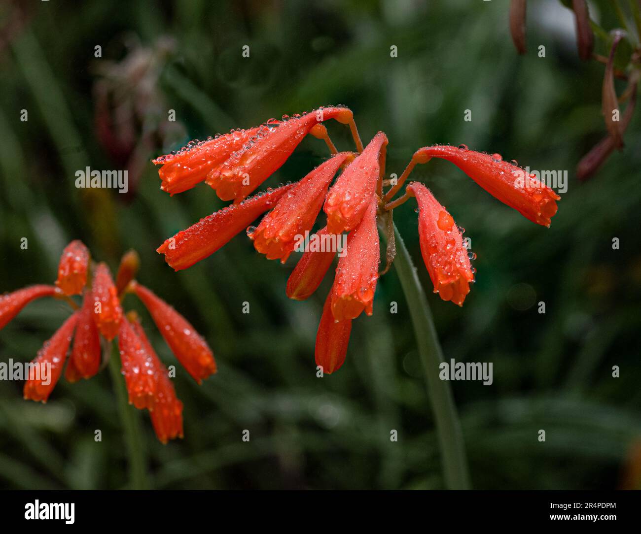 Bright orange dobo lily - Cyrtanthus brachyscyphus, native to South Africa. Stock Photo