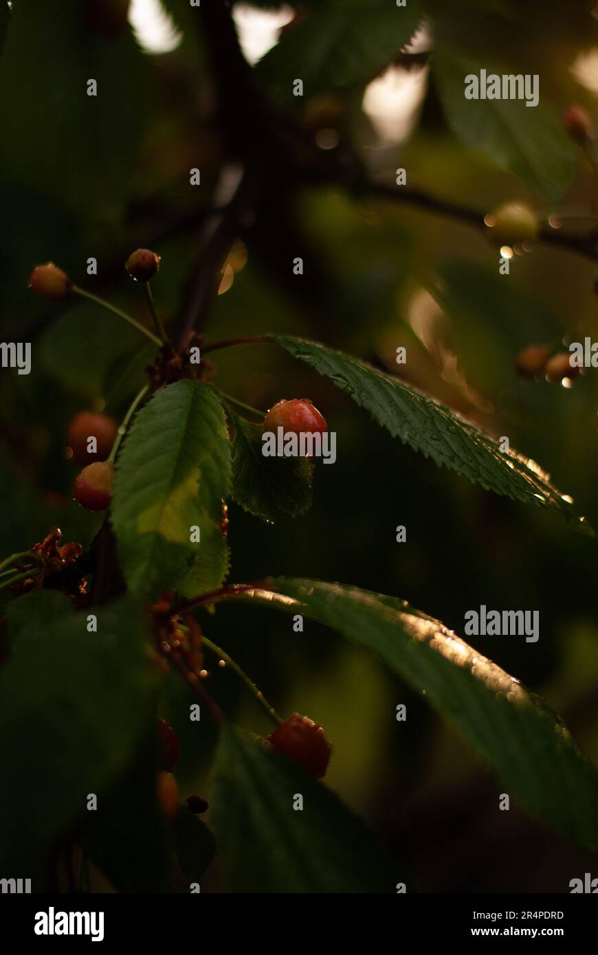View on red cherries on cherry tree in the garden in sunlight Stock Photo