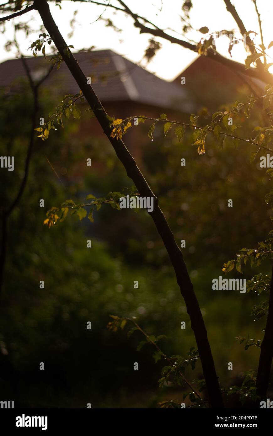 Green tree leaves sunset hi-res stock photography and images - Alamy