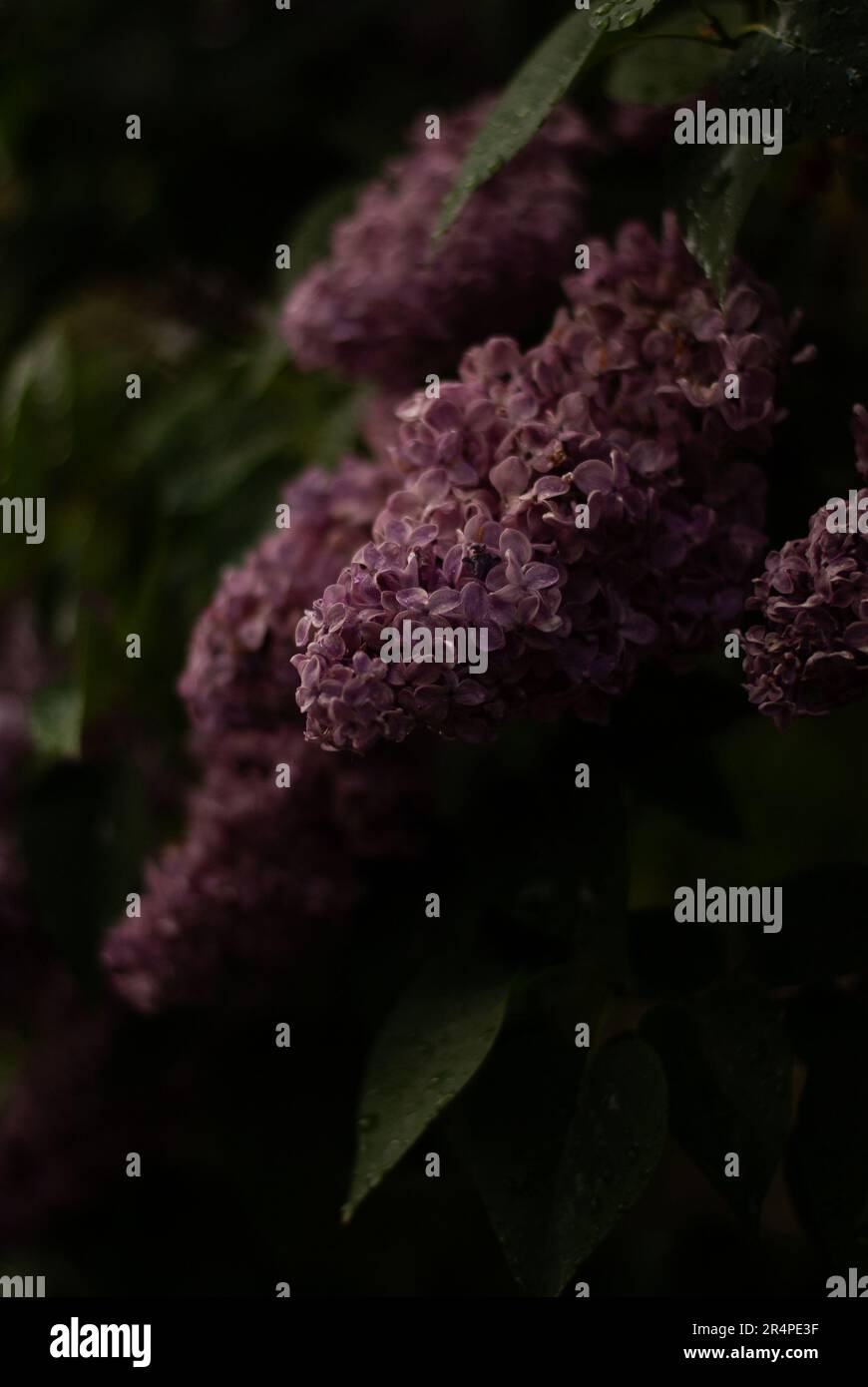 Close up of purple lilac flowers in sunlight in the garden Stock Photo ...