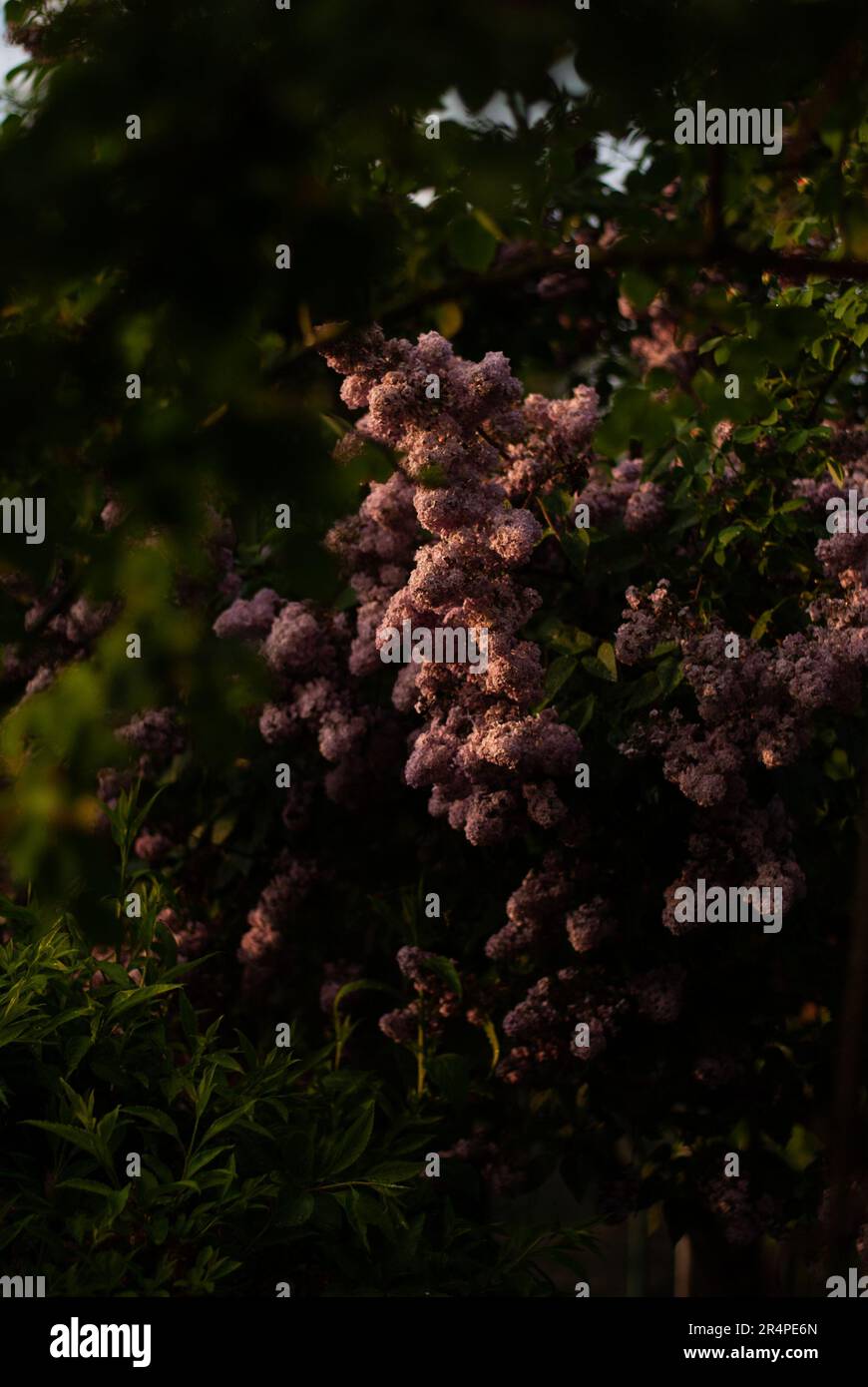 View of lilac tree with purple flowers in sunlight in the garden Stock ...
