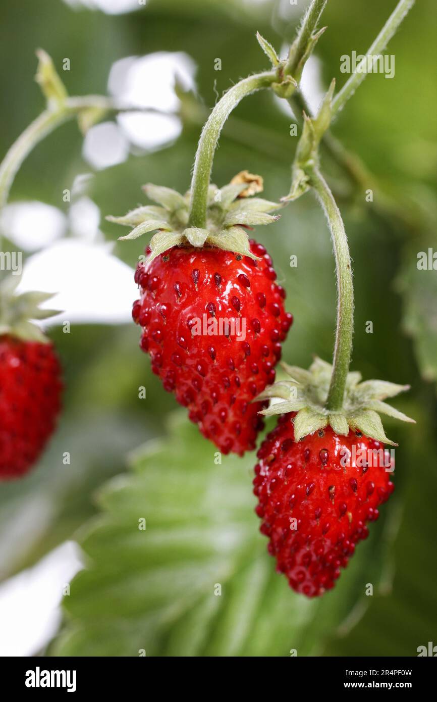 Wild strawberries in the garden. Summer time Stock Photo - Alamy