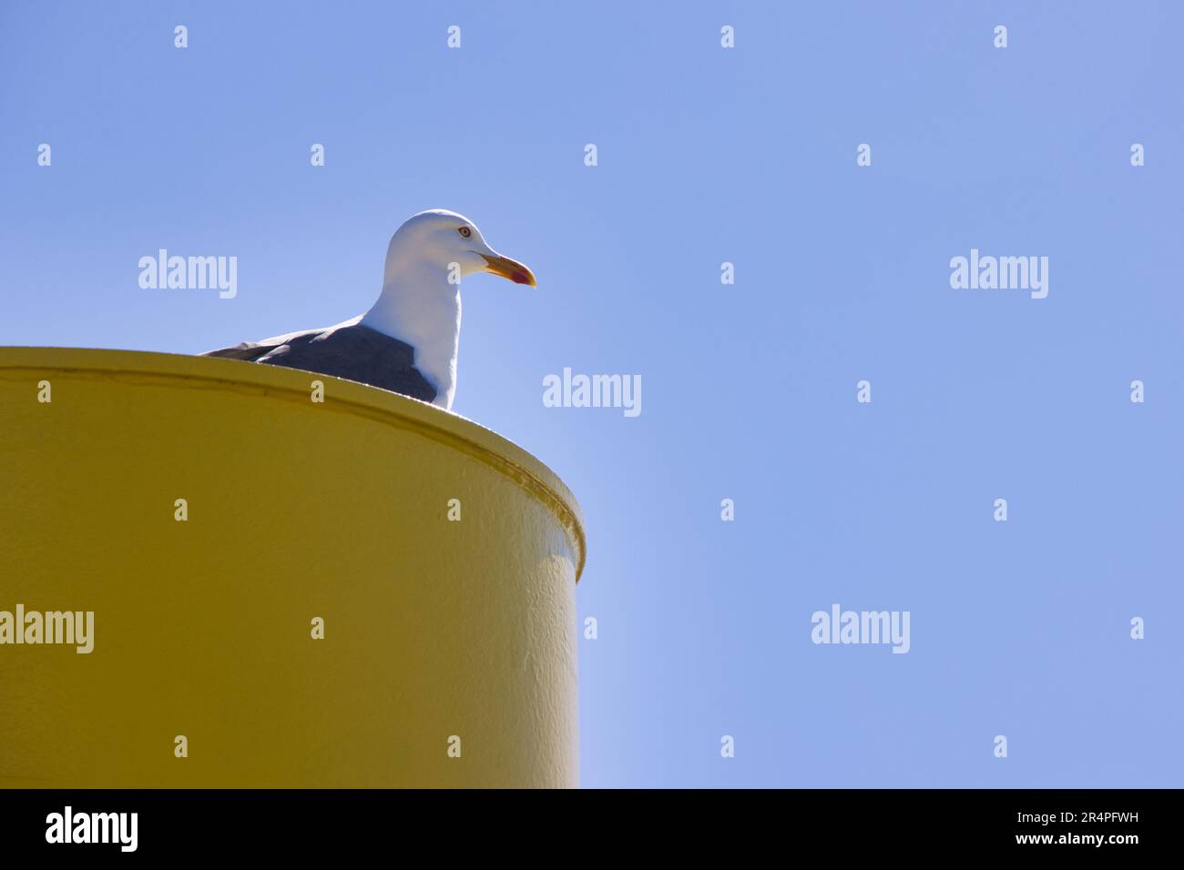 gull Stock Photo
