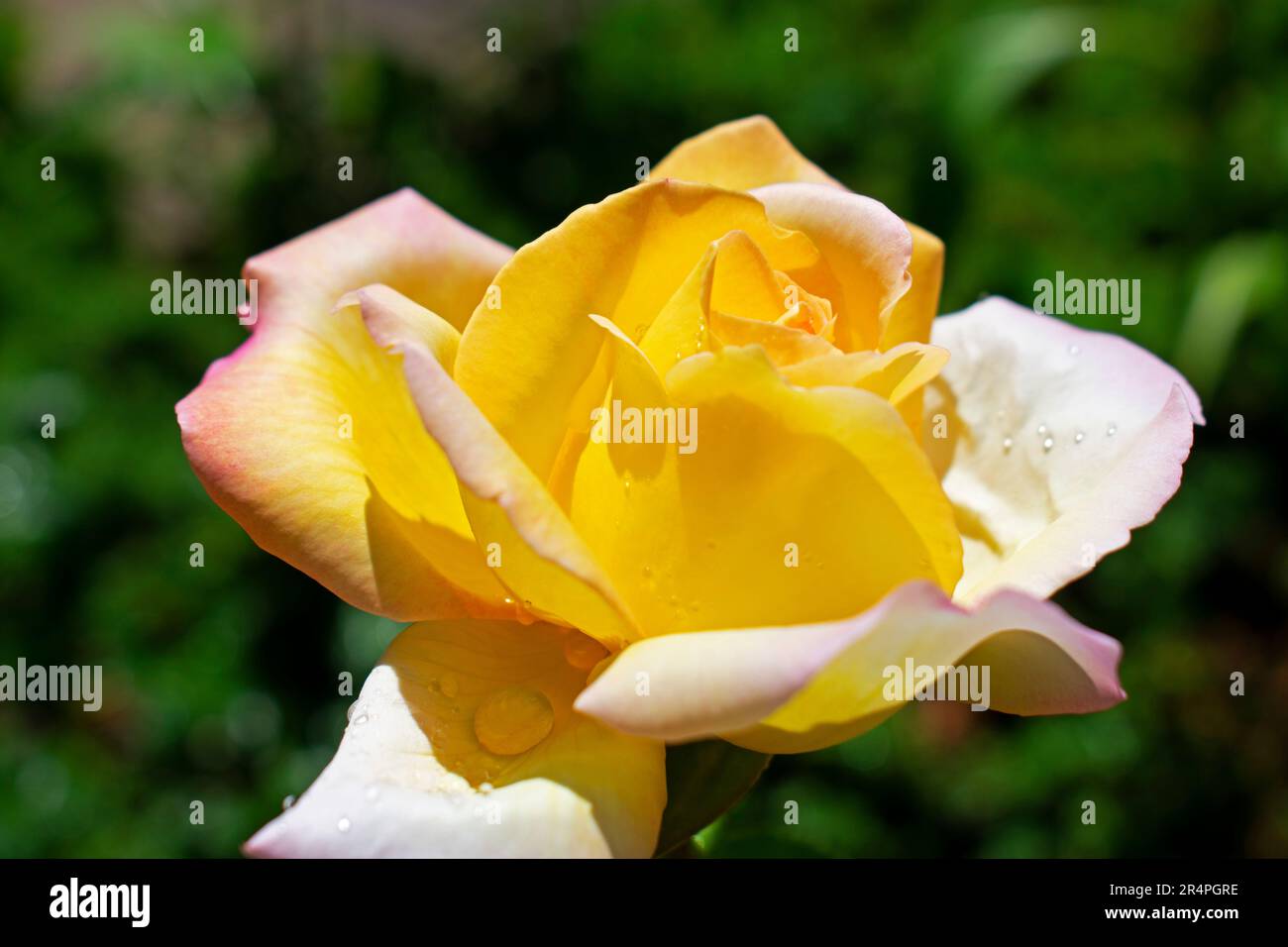 Single large yellow rose, with hints of pink on the outside petals, on a blurred green background -23 Stock Photo