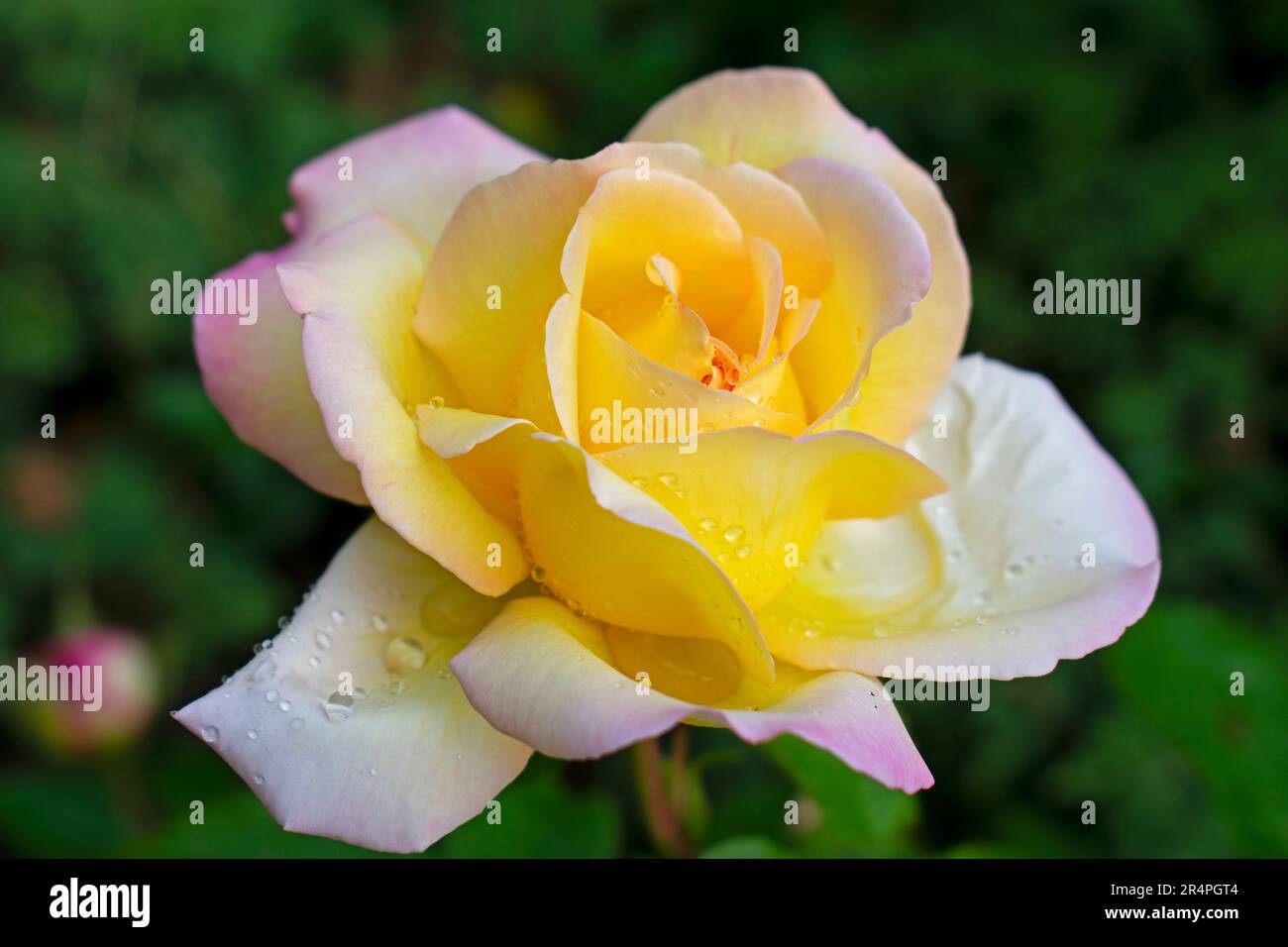 Single large yellow rose, with hints of pink on the outside petals, on a blurred green background -24 Stock Photo