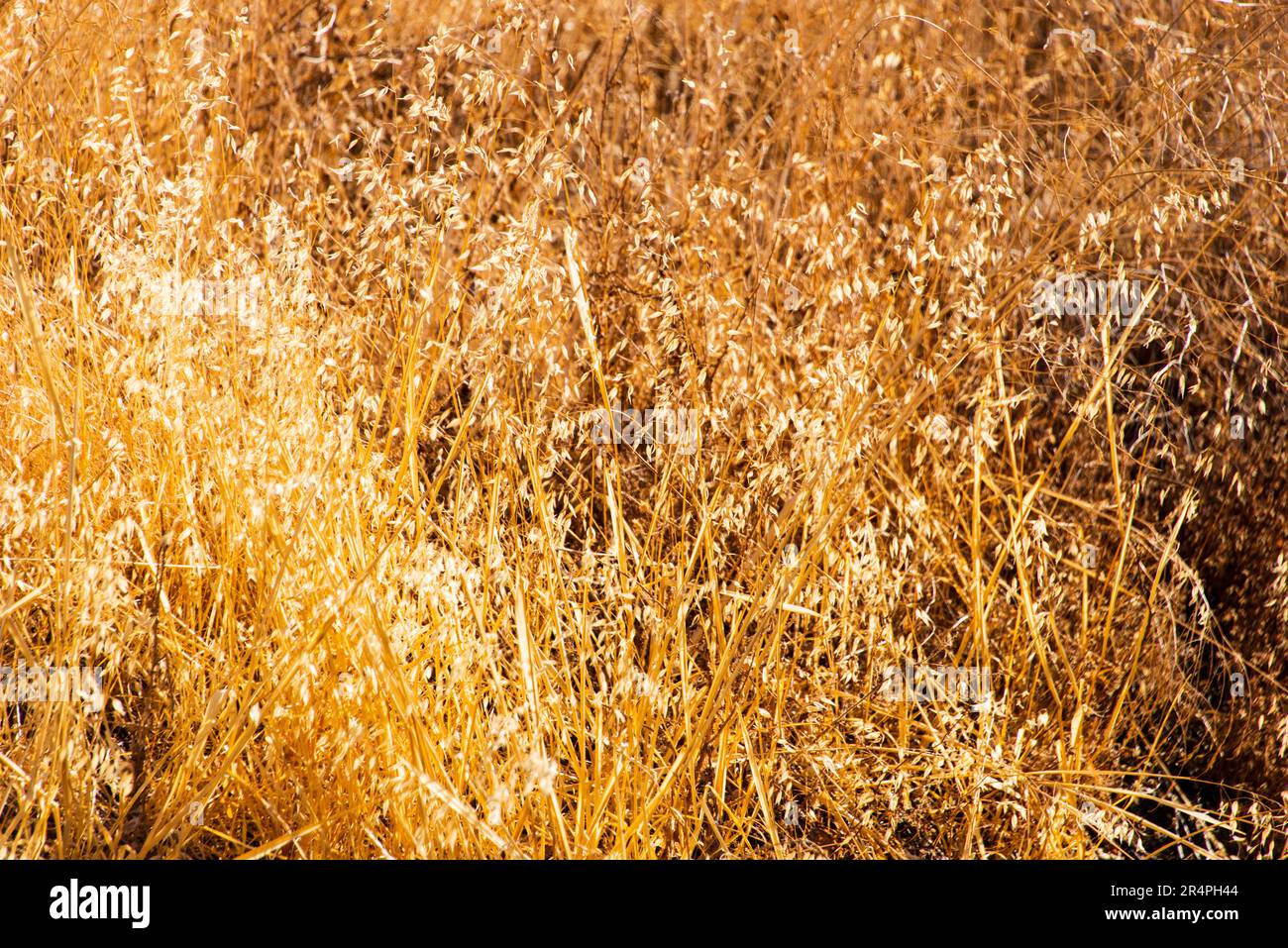 Tall autumn grass sparkling in the sunlight. Mount Diablo State Park, California Stock Photo