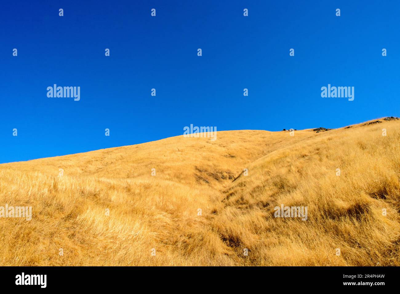 Clear blue sky above a golden tall grass on a hillside of Mount Diablo State Park, California Stock Photo