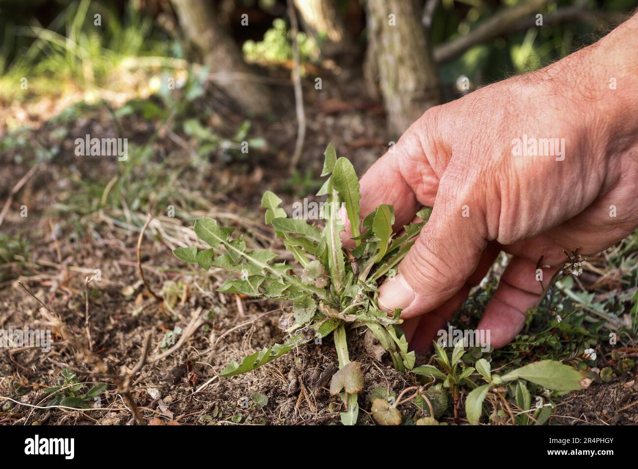 Removal of weeds from the ground in the home garden. Spring work Stock