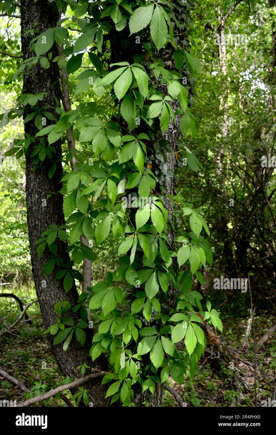 Virginia Creeper vines (Parthenocissus quinquefolia) growing up the