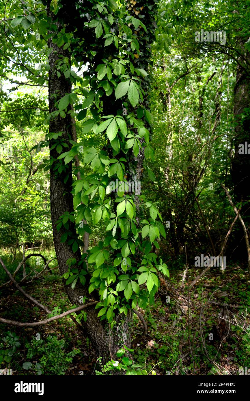 Virginia Creeper vines (Parthenocissus quinquefolia) growing up the