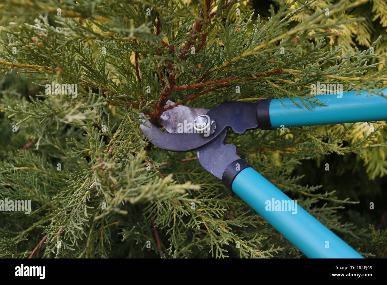 Cutting the coniferous shrubs in the garden with pruning shears. Spring