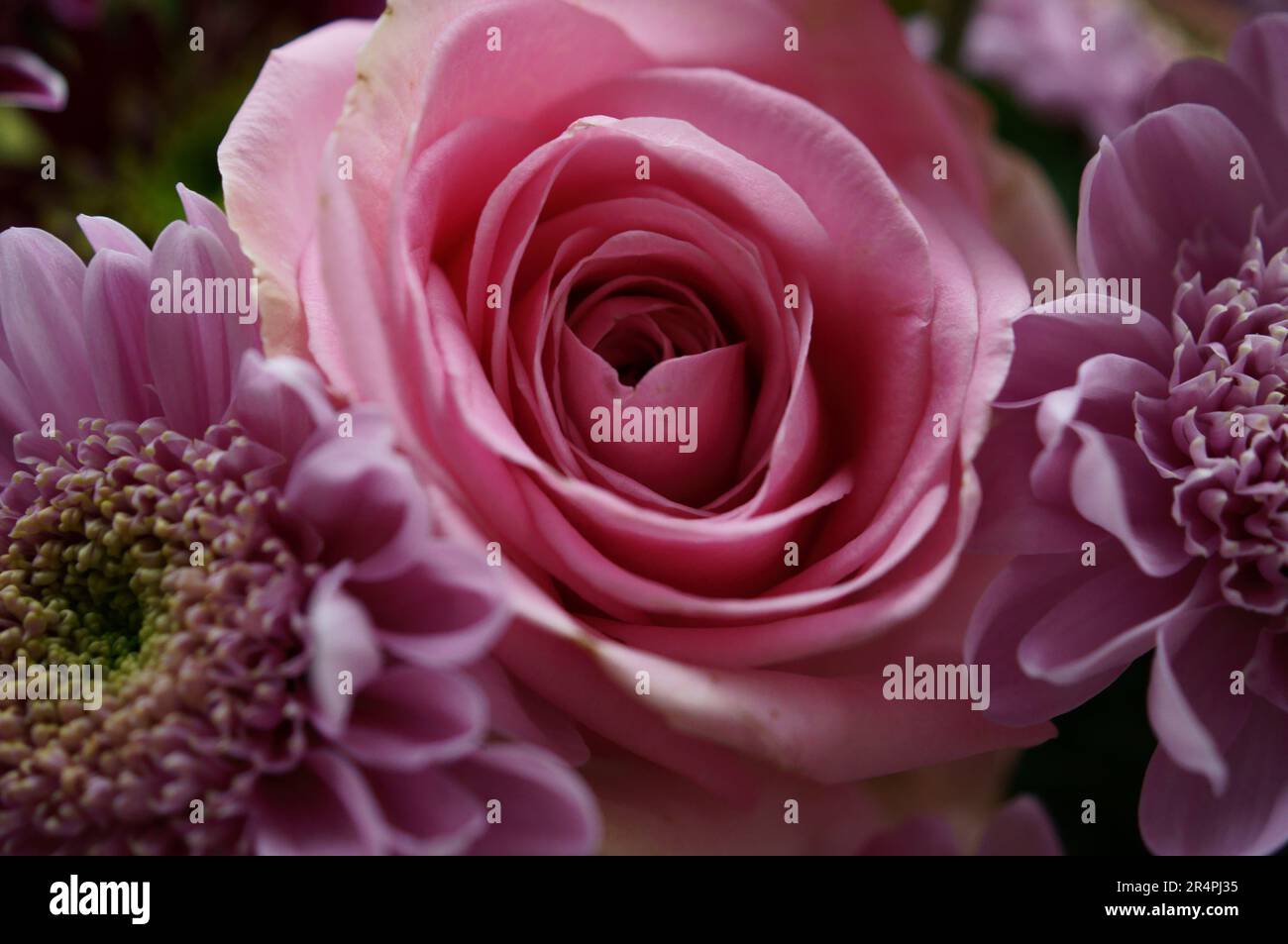 A monochrome image of a flower in digital art form, ready to frame and