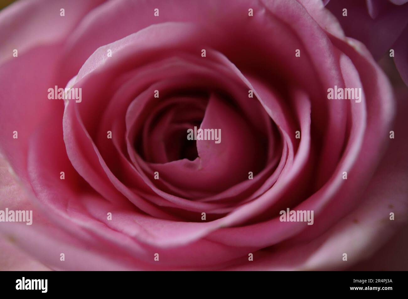 A monochrome image of a flower in digital art form, ready to frame and