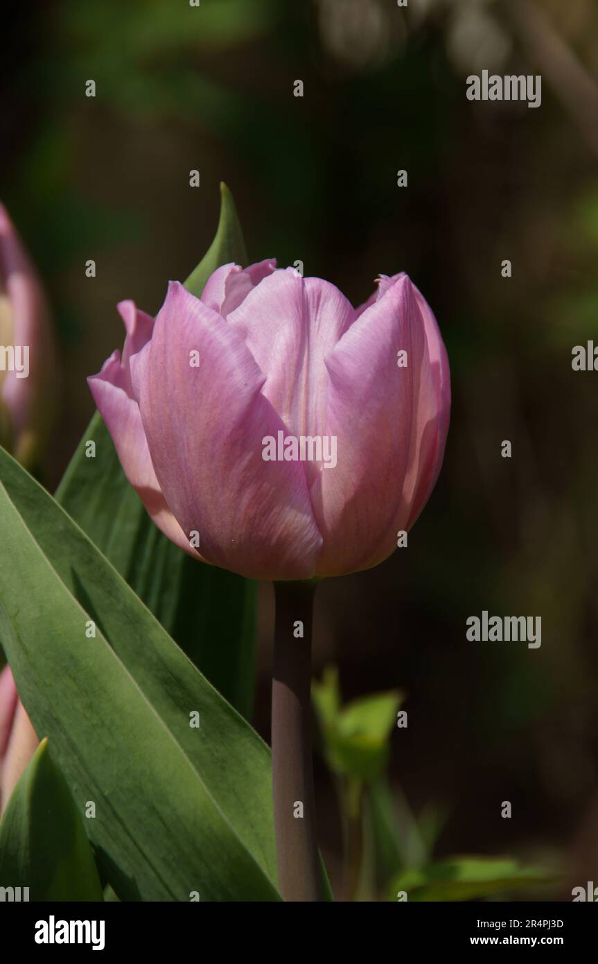 A monochrome image of a flower in digital art form, ready to frame and